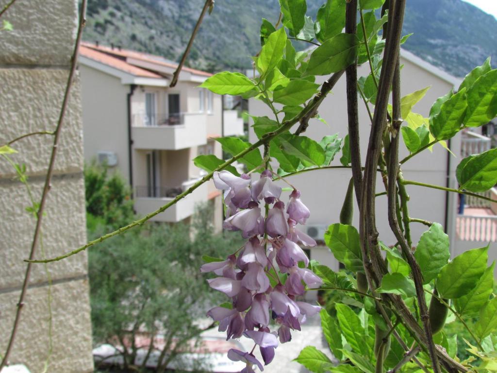 Apartmani Kovacevic Kotor Kamer foto